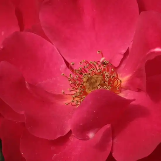 Trandafiri online - Roșu - trandafir pentru straturi Floribunda - trandafir cu parfum discret - Rosa Anna Mège - Dominique Massad - Înfloreste grupat, flori un pic cu volane, ideal pentru închiderea straturilor